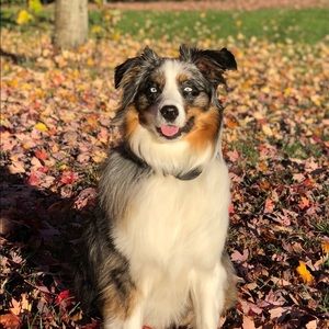 Meet your Posher, Nick